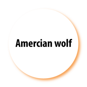 American Wolf