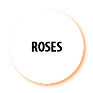 Roses Rose